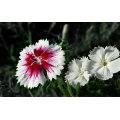 Asian garden indoesnisa Feathered Pink seeds flower seeds for growing